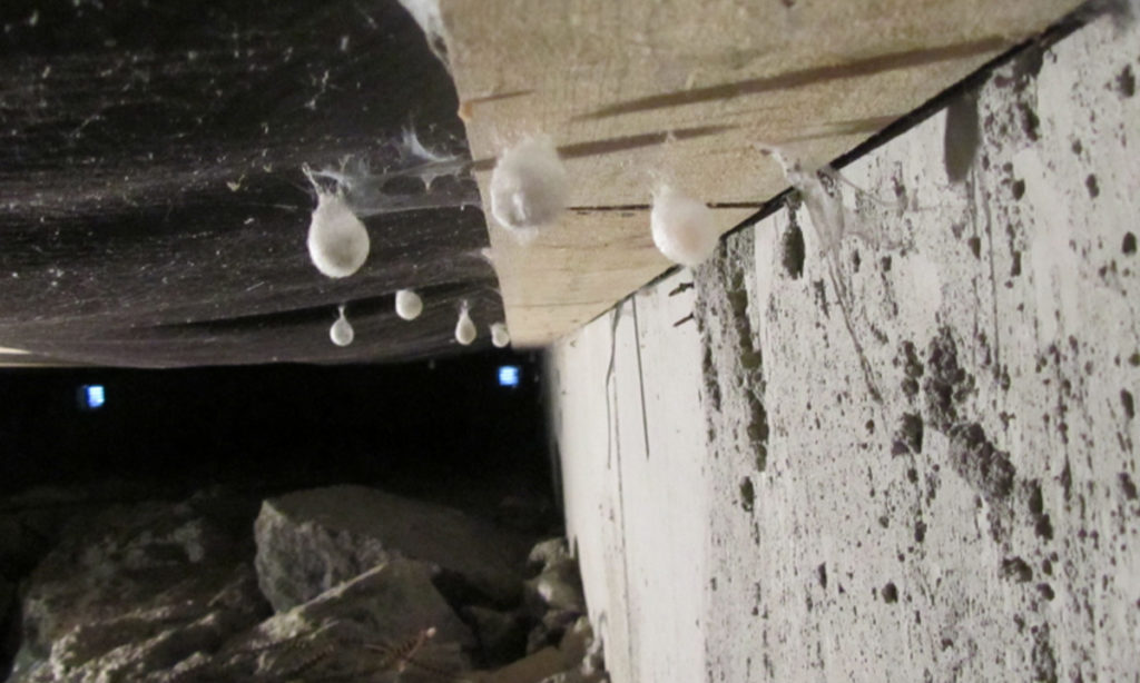 Fukt i kjeller med muggsopp ved murvegg og etasjeskiller