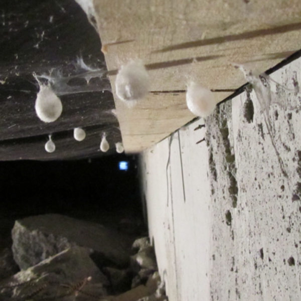 Fukt i kjeller med muggsopp ved murvegg og etasjeskiller